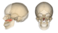 Fig.1 This image is generated by Anatomography web site. Polygon data is same as distributed data set. In this image, inner surfaces of skulls are rendered.
